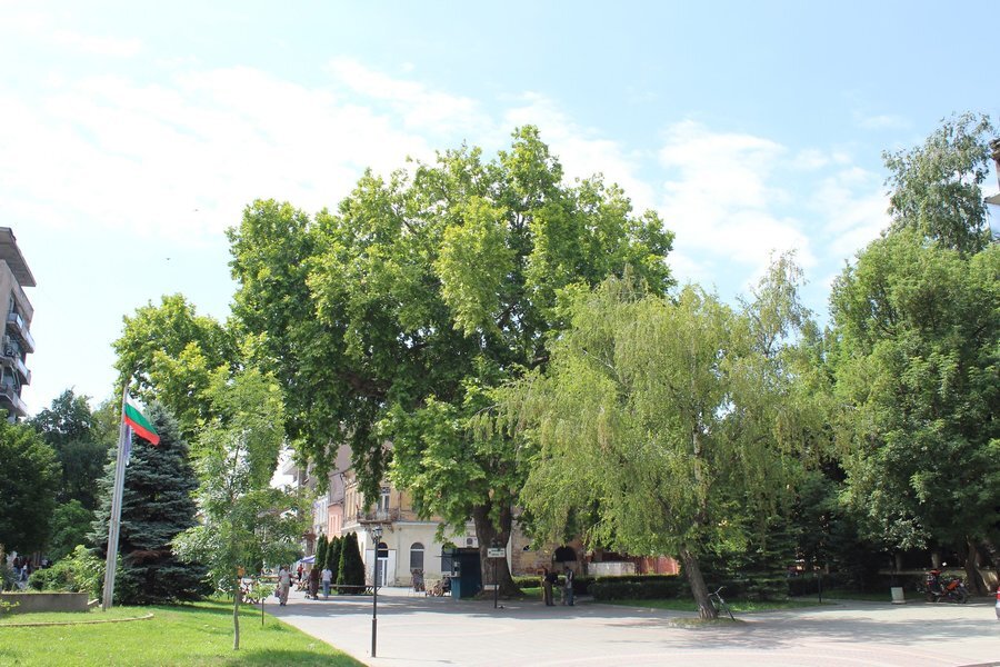 Вековен чинар - Лом