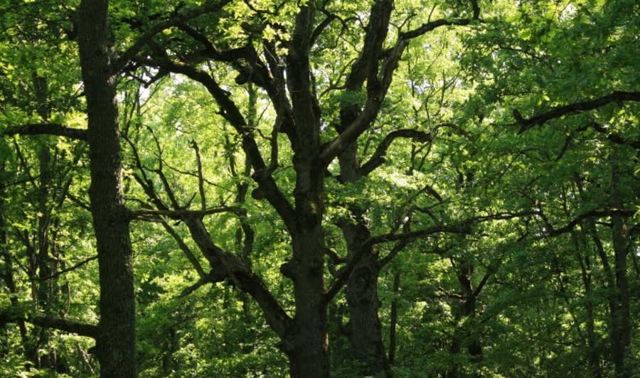 Защитена местност "Кривинизово"