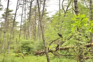 Защитена зона Камчийска планина — Каменяк