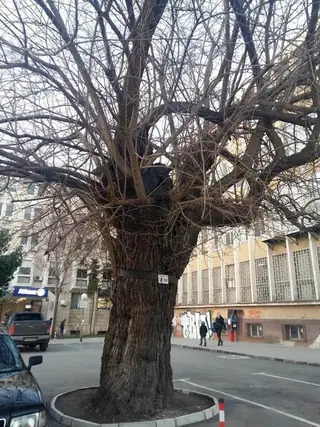 Вековно дърво - Ямбол — Ямбол