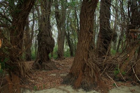Резерват "Старият Дъб" на Остров Вардим