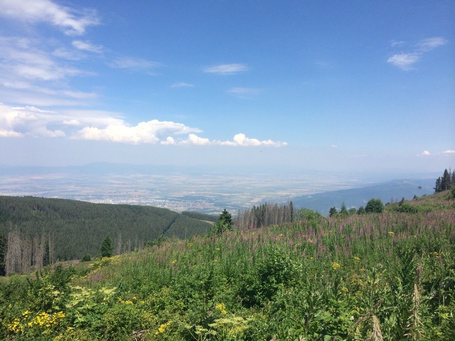 "Меча поляна" - Витоша