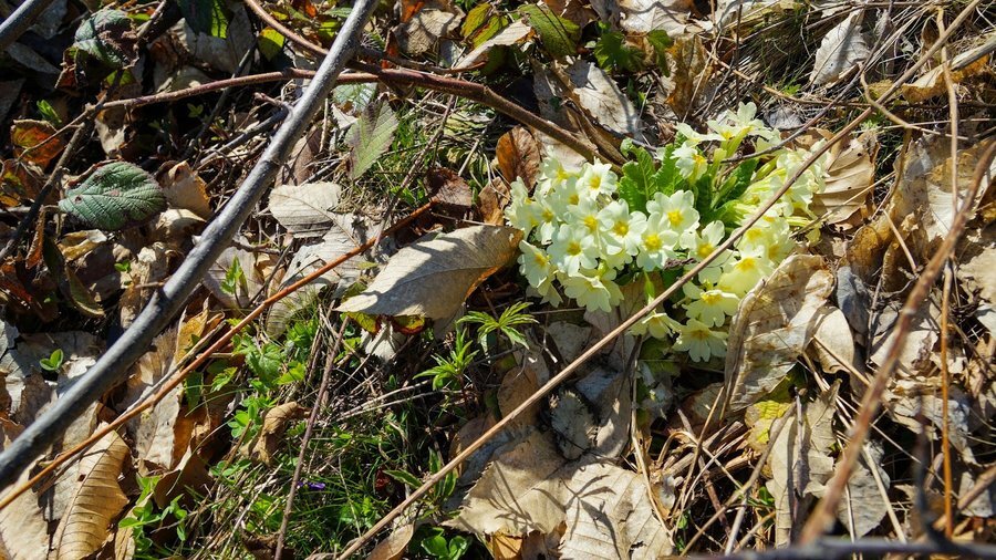 Лешнишки водопад