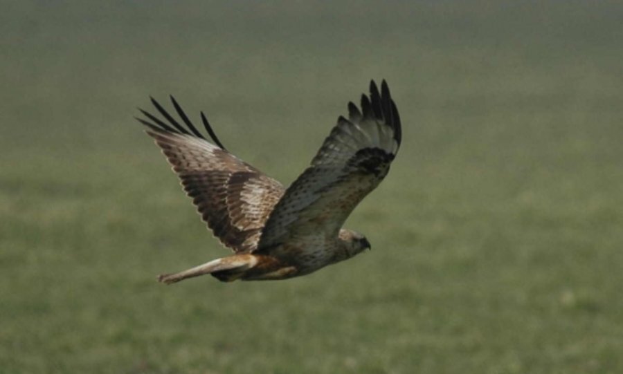Орнитологично важно място Бесапарски ридове