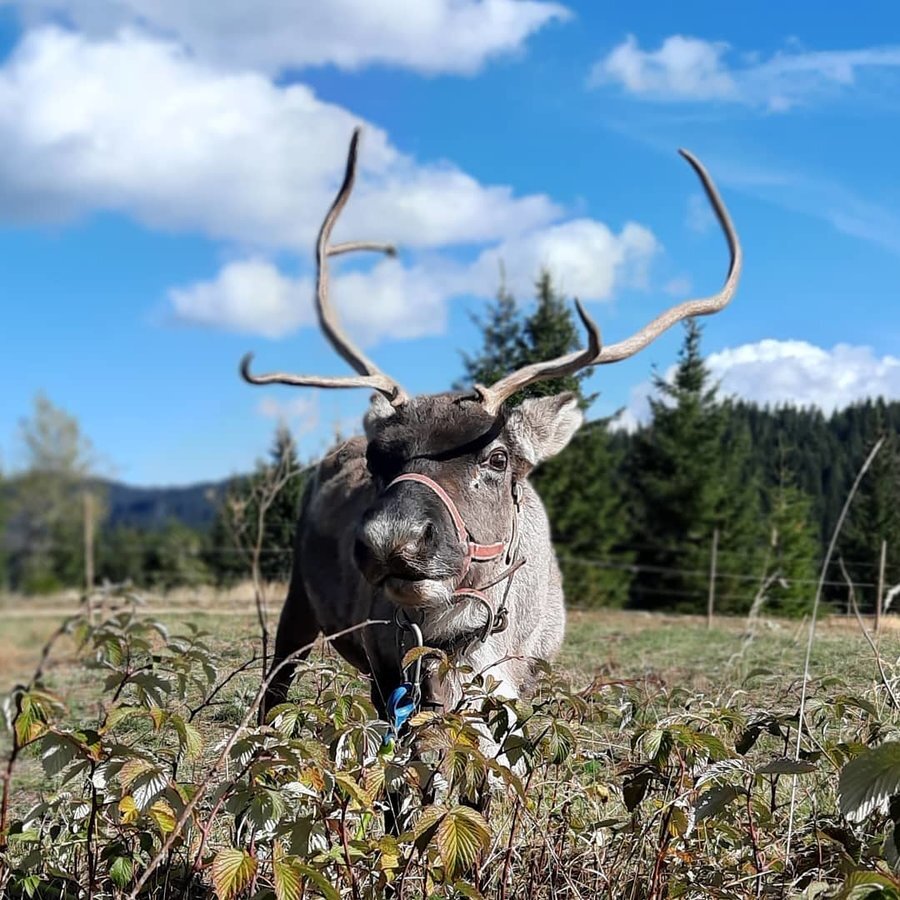 Ферма за северни елени "Санта Клаус"