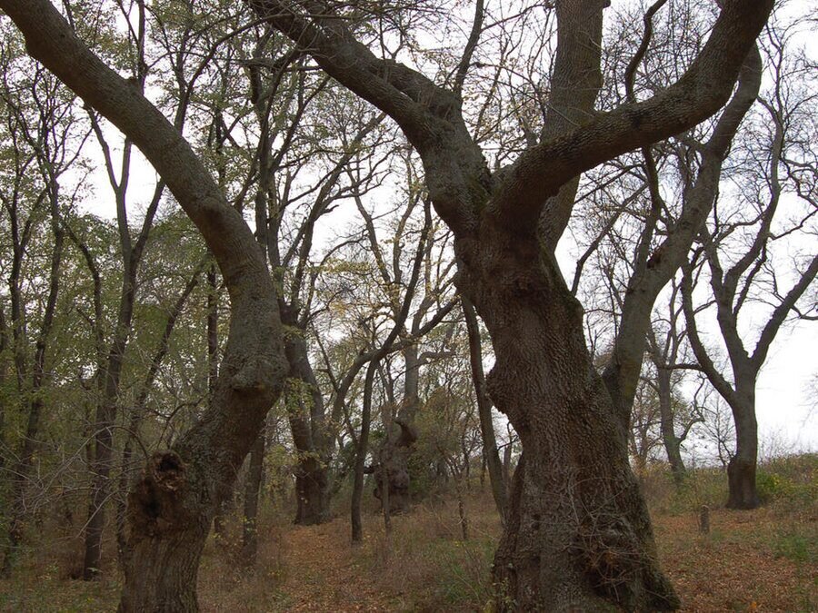 Защитена местност "Корията" - Гълъбец
