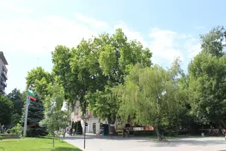 Вековен чинар - Лом — Лом
