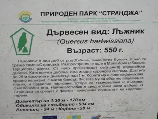 Вековен дъб Лъжник — Граматиково