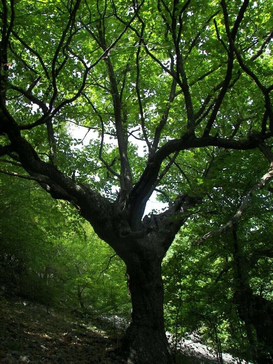 Находище на турска леска - Перуника