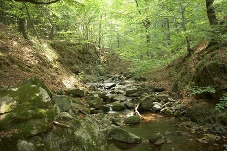 Резерват "Боатин" - Стара планина