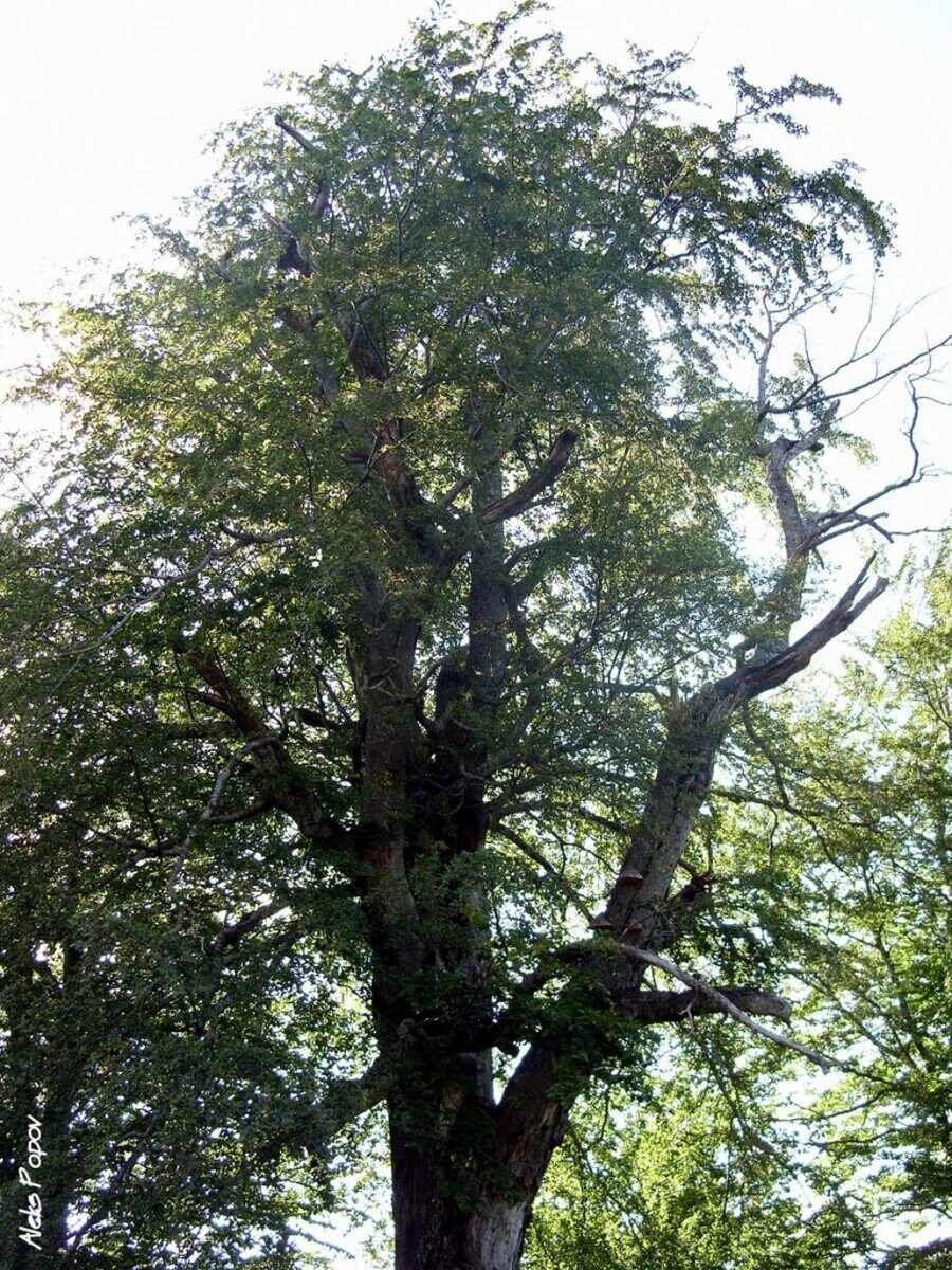 Вековно дърво "Карцов бук"