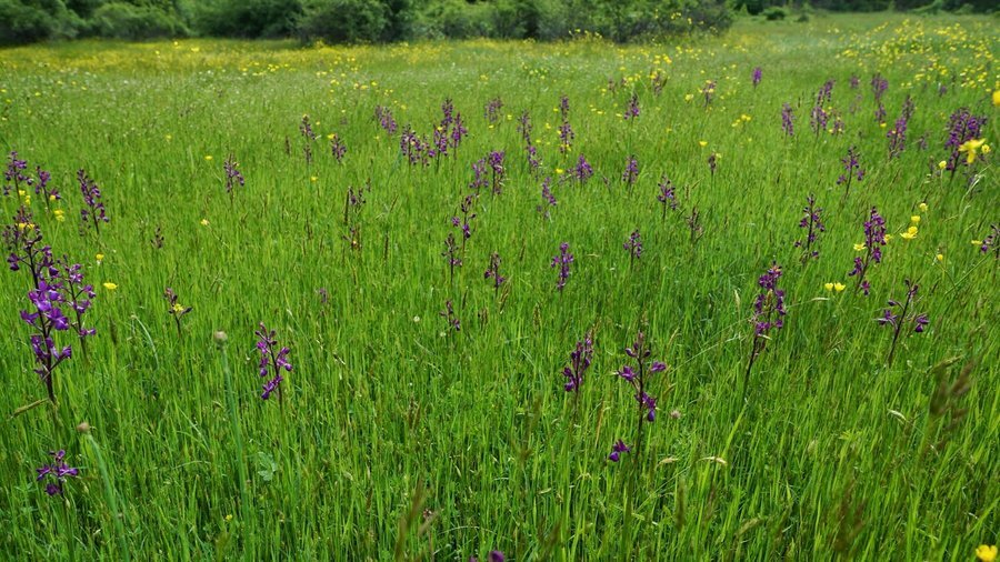 Защитена местност "Ликана" - Свирачи