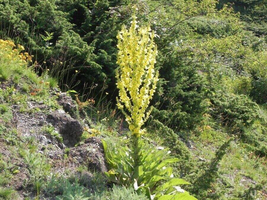 Резерват "Стенето"