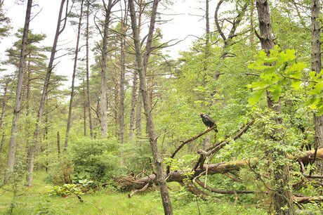 Защитена зона Камчийска планина