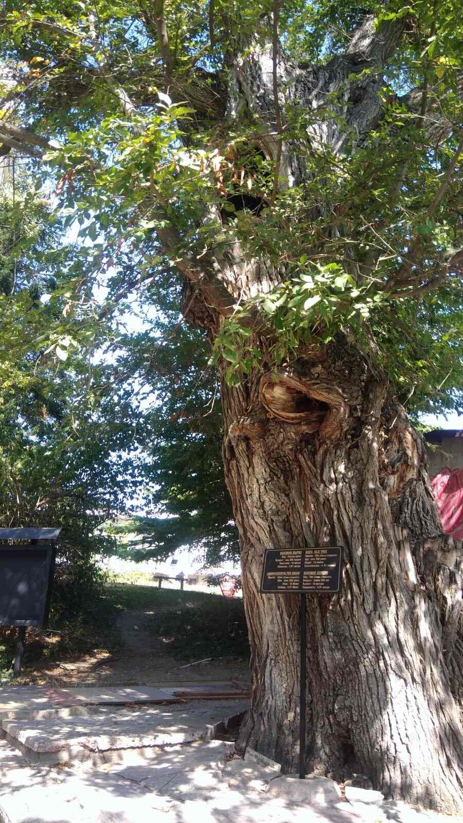 Вековно дърво - к.к. "Св.Св.Константин и Елена"