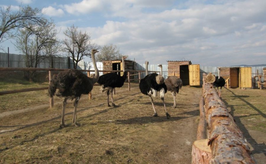 Ферма за щрауси "Щраусово забавление" - Долна Баня