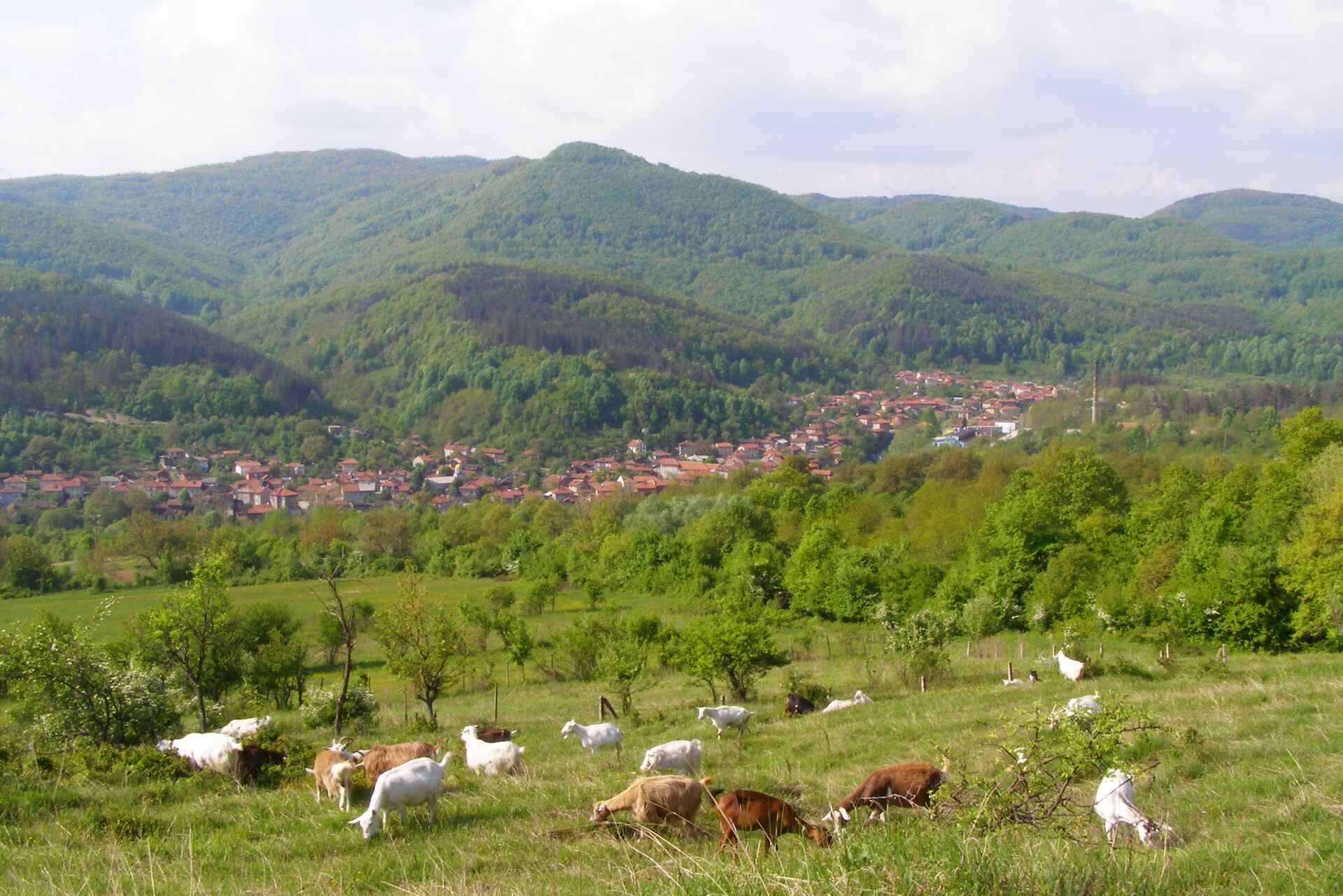 Калейца