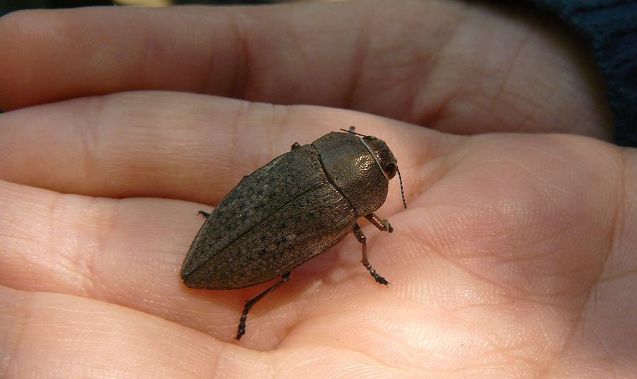 Маршрут "Мануилите" - Априлци