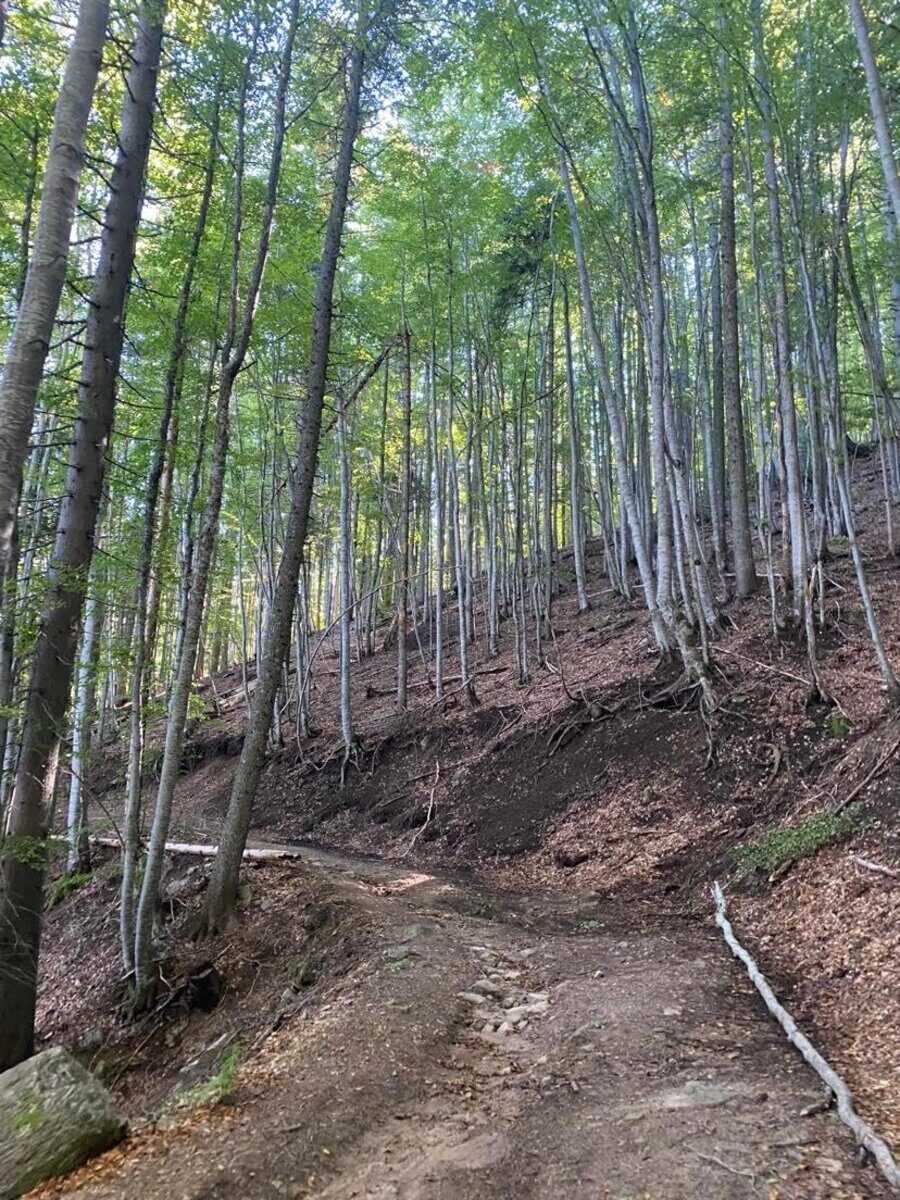 Екопътека "Сърница Ай"