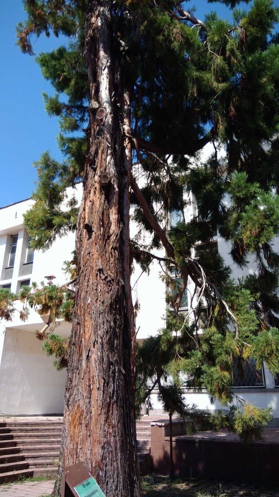 Гигантска секвоя - Велинград