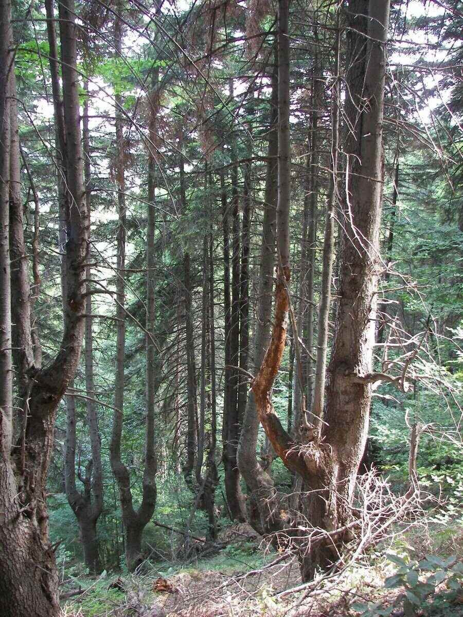 Елови находища - Мурга