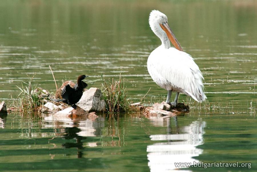 Защитена местност Шабленско езеро