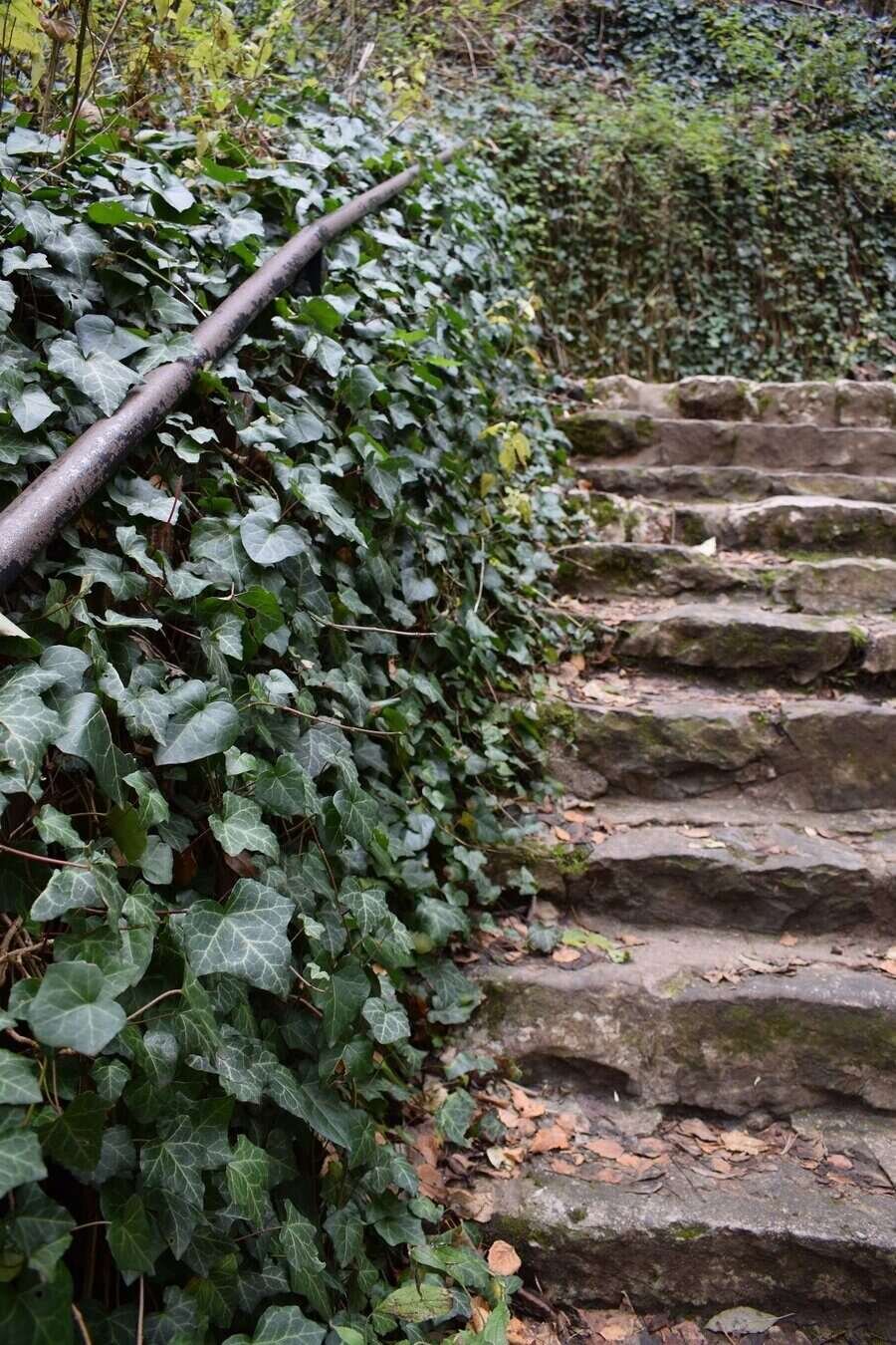 Дряновска екопътека - Дряново