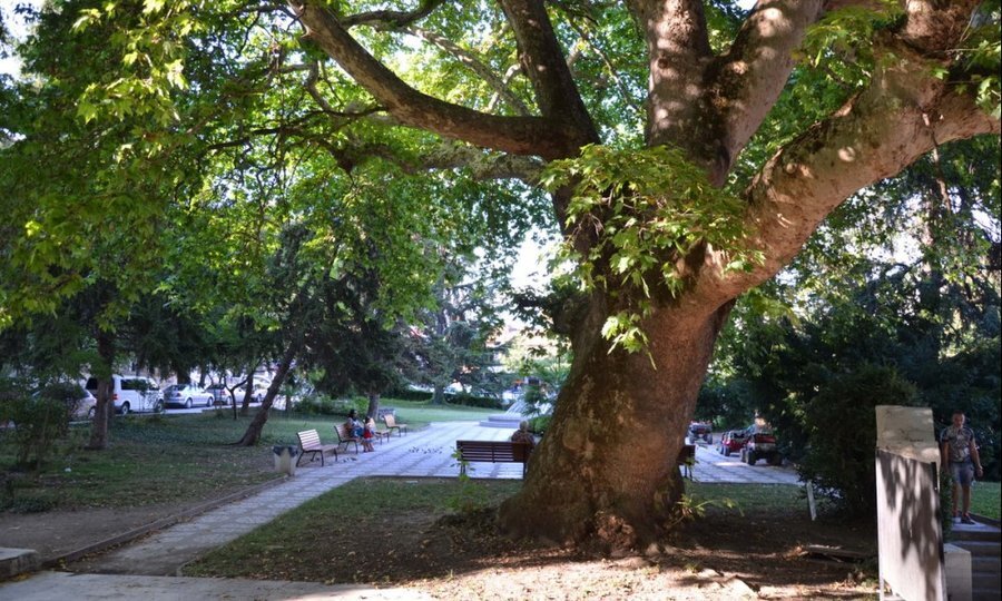 Вековен чинар - Сандански