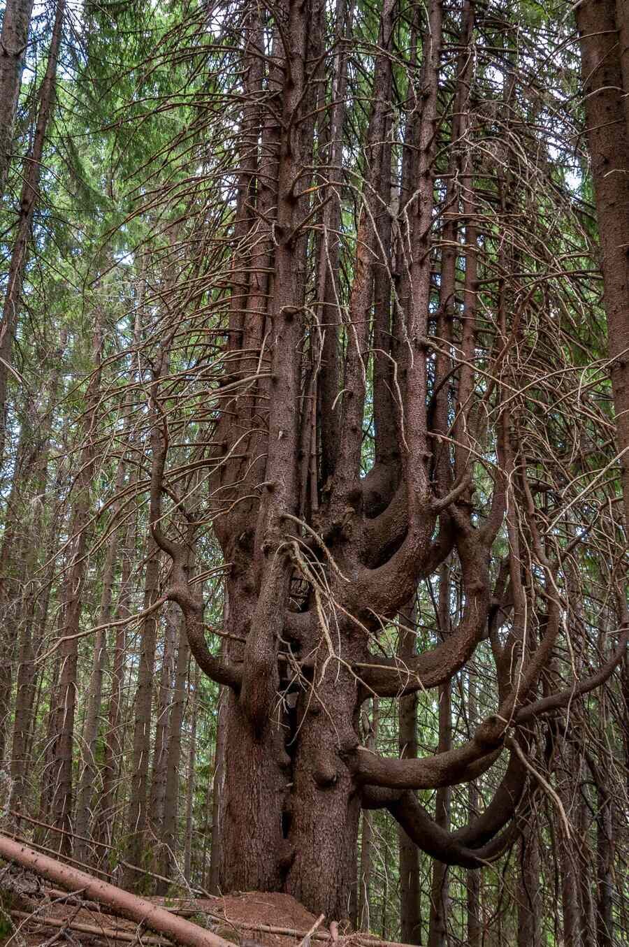 Вековно смърчово дърво "Чепеларските юнаци"