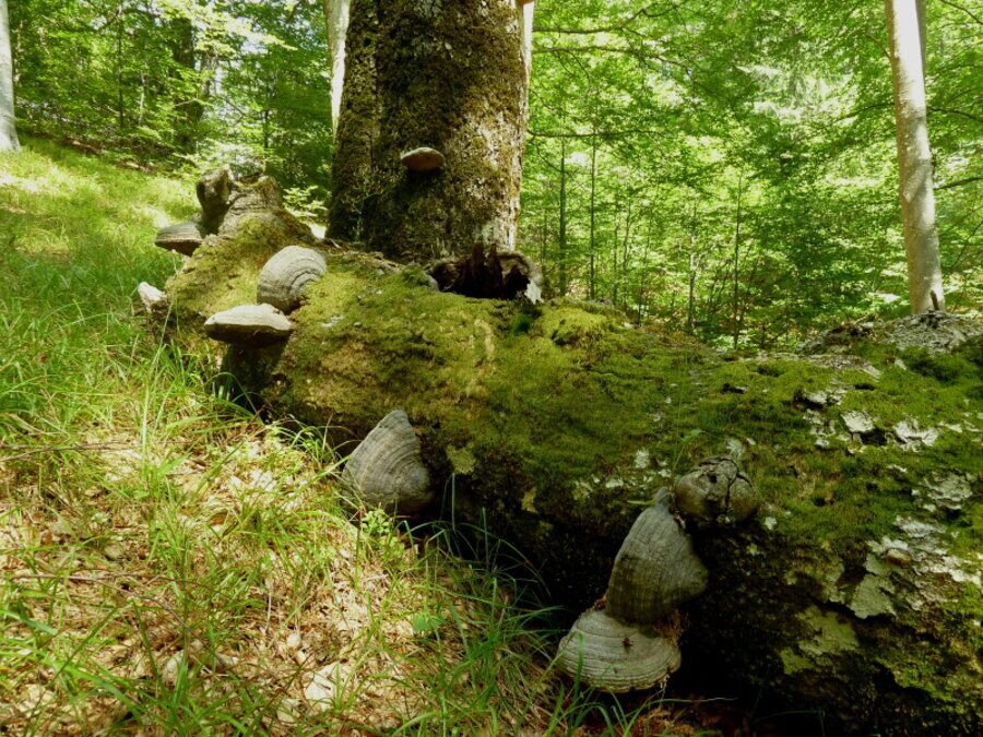 Резерват "Царичина"