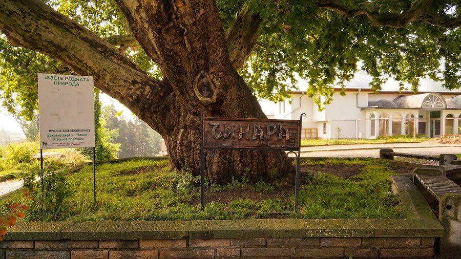 Чинара - Смолян