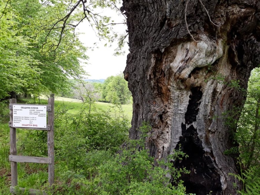 Вековен дъб - с. Мийковци
