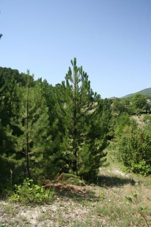 Защитена местност "Равен"