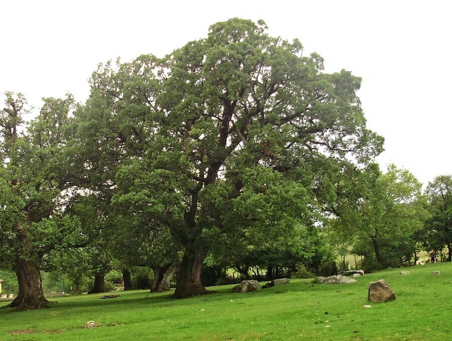 Местност Кедика
