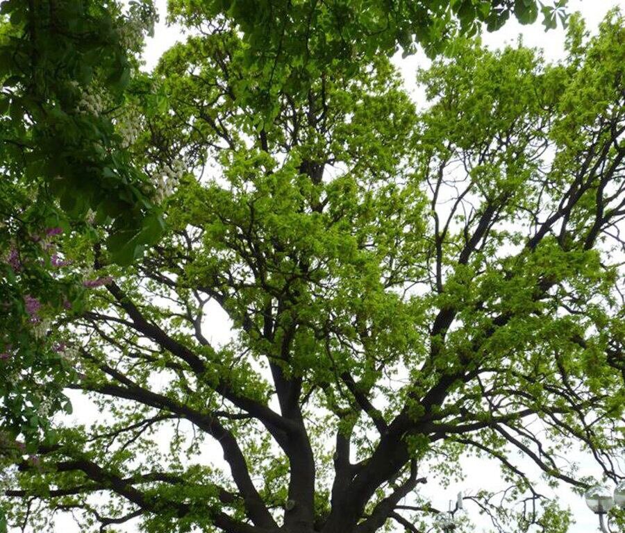 Вековен дъб - Силистра