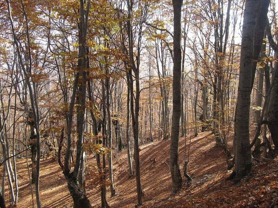 Природен резерват "Конгура"