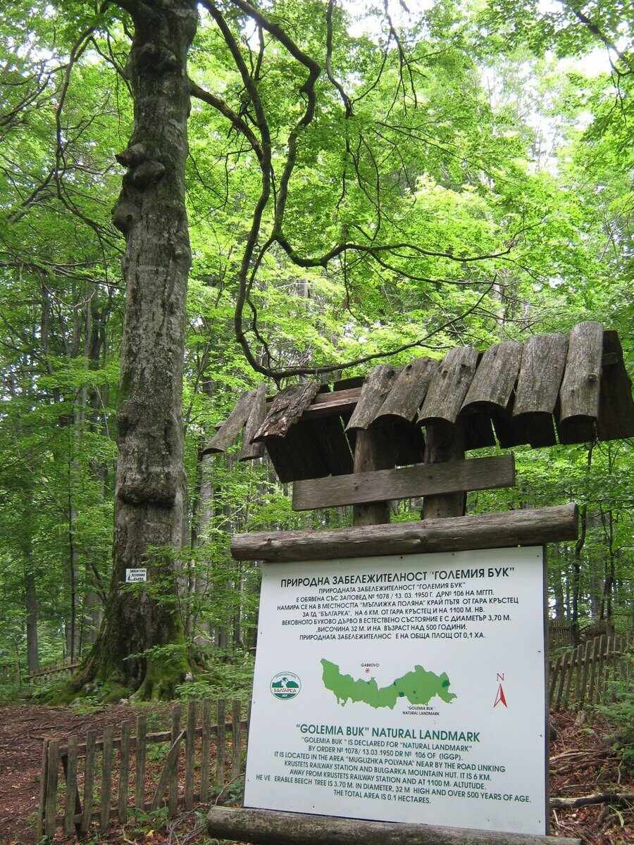 Природна забележителност "Големия бук"