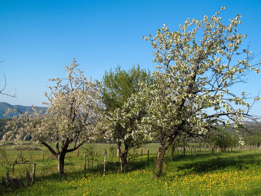 Туристически маршрут Хижа "Кладова" - Начовото - Бялата вода