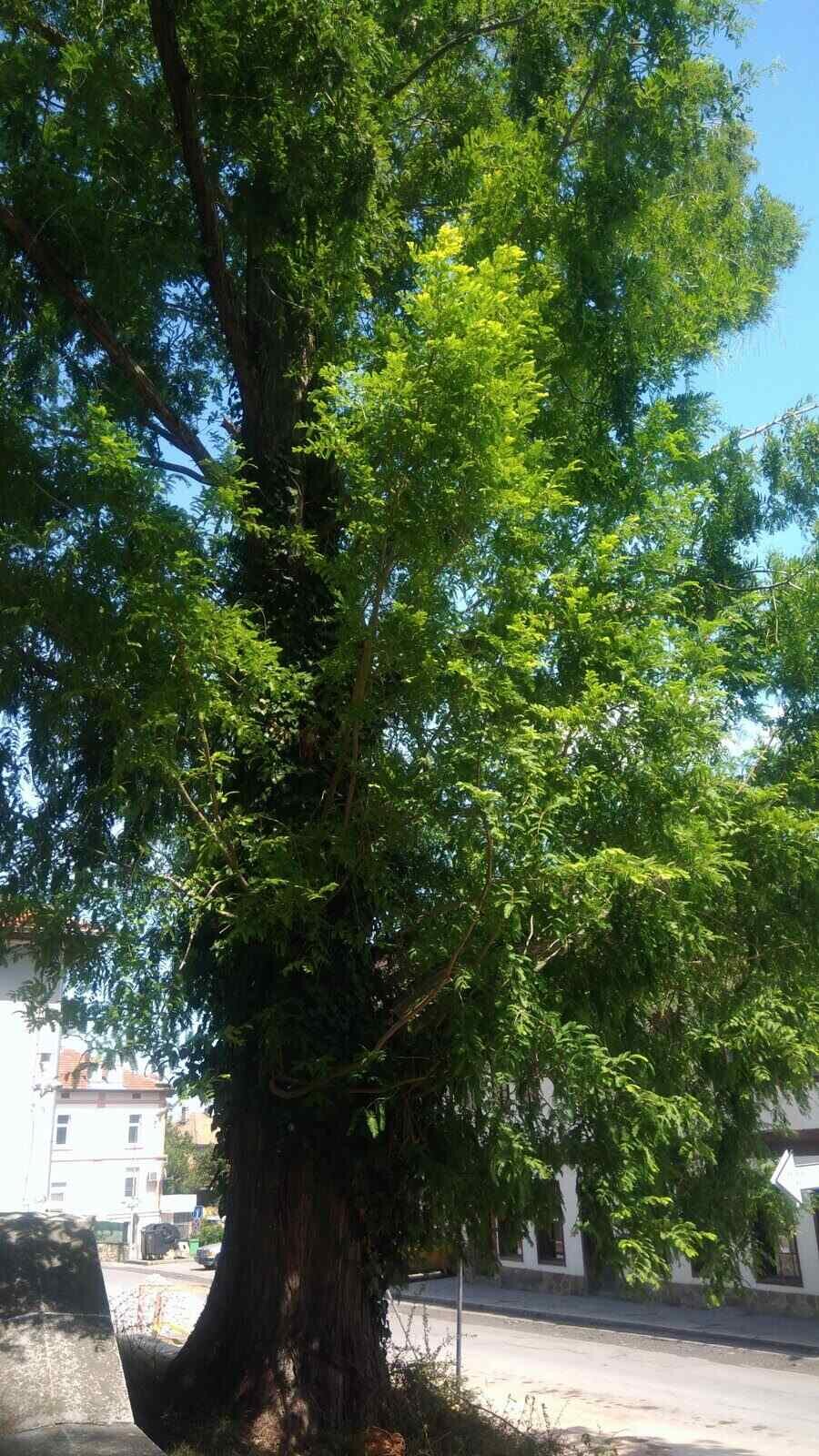 Блатен кипарис - Дряново