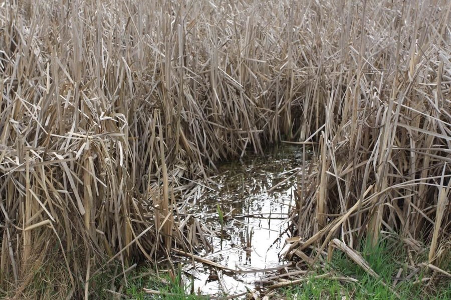 Защитена местност "Мухалница"