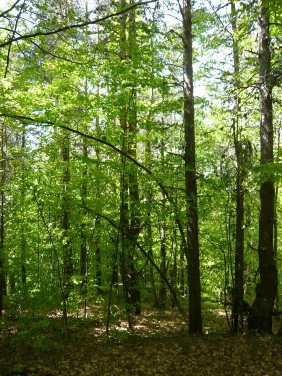 Природната забележителност "Рудината" - Бойковец