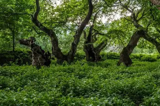 Защитена местност "Кучкарника" — Горна Брезница