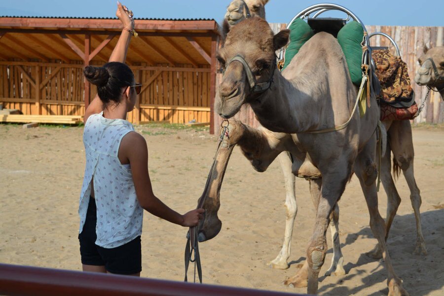 Camel Park Sunny Beach