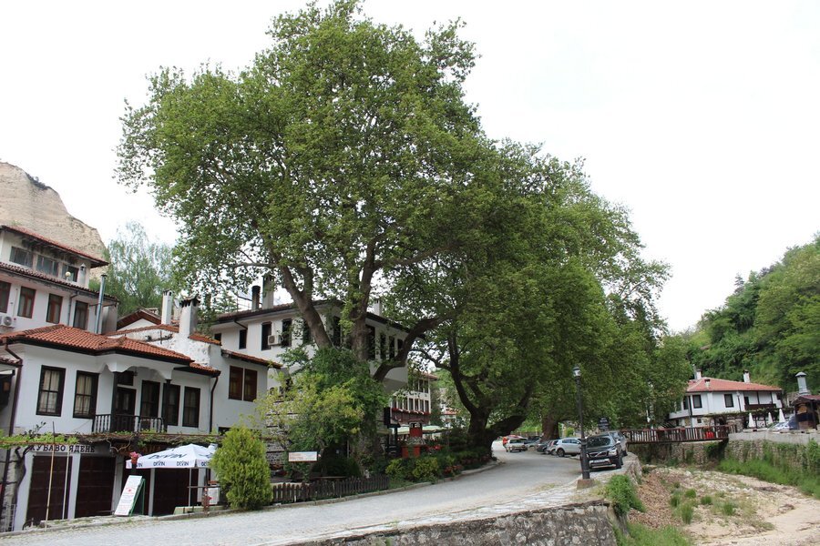 Вековните чинари - Мелник