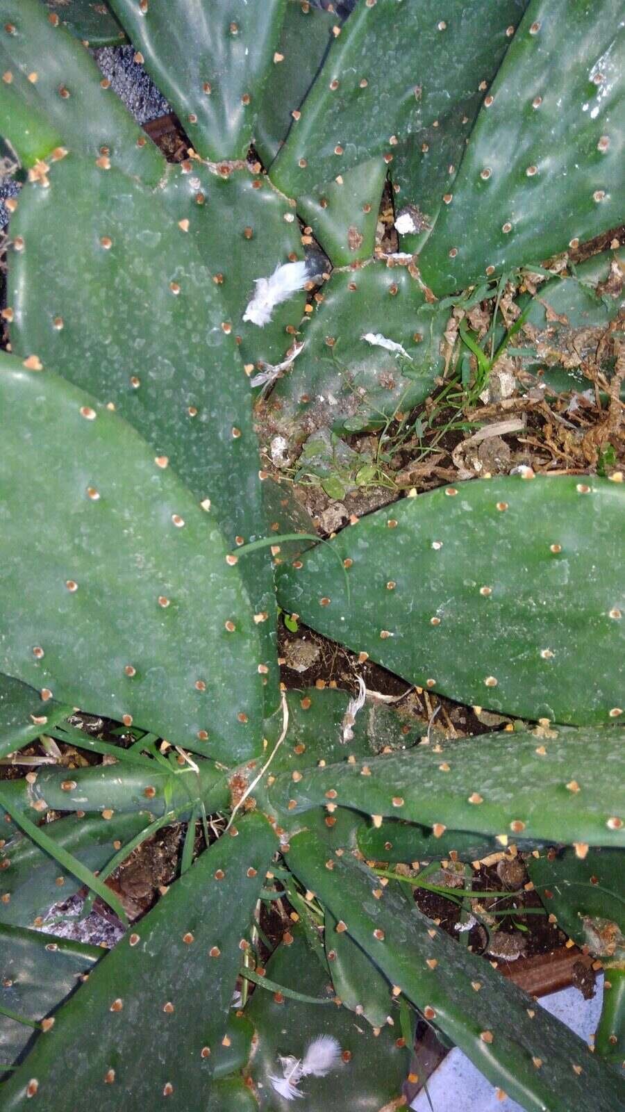 Диви кактуси - Пушево