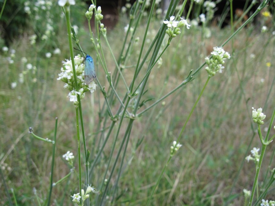 Седловина Попови ливади