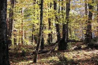 Резерват "Узунбуджак" — Сливарово