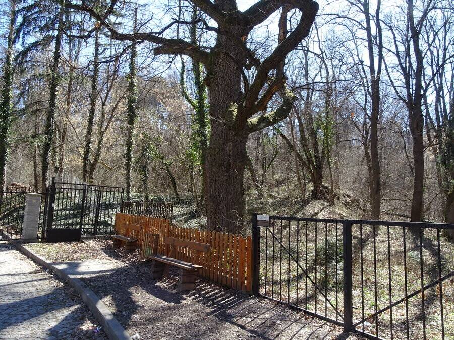 Вековно дърво "Вазов дъб" - Банкя