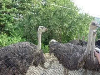 Ферма за щрауси "Krasiostrich" - с.Старцево — Старцево
