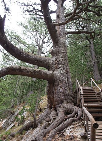 Байкушевата мура